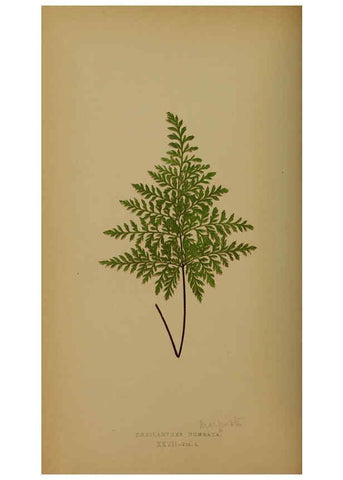 Reproducción/Reproduction 5985431756: Ferns: British and exotic V.4 London,Groombridge and Sons,1856-60