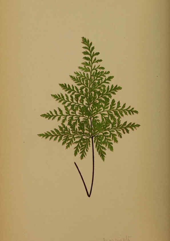 Reproducción/Reproduction 5985431756: Ferns: British and exotic V.4 London,Groombridge and Sons,1856-60