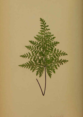 Reproducción/Reproduction 5985431756: Ferns: British and exotic V.4 London,Groombridge and Sons,1856-60