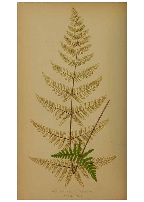 Reproducción/Reproduction 5985432016: Ferns: British and exotic V.4 London,Groombridge and Sons,1856-60
