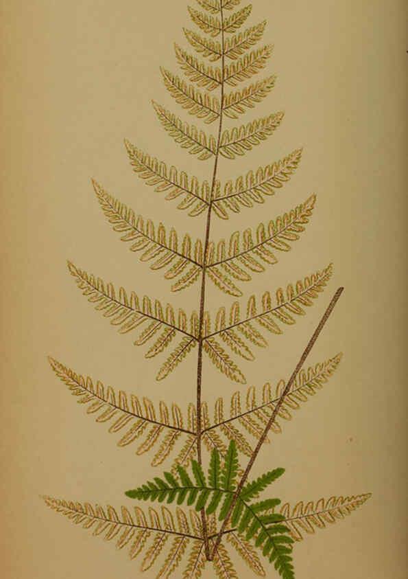 Reproducción/Reproduction 5985432016: Ferns: British and exotic V.4 London,Groombridge and Sons,1856-60