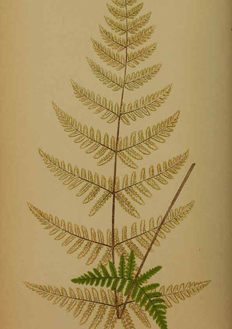 Reproducción/Reproduction 5985432016: Ferns: British and exotic V.4 London,Groombridge and Sons,1856-60