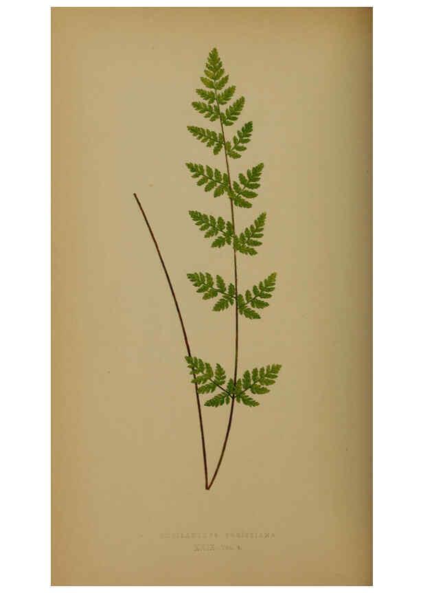Reproducción/Reproduction 5985432190: Ferns: British and exotic V.4 London,Groombridge and Sons,1856-60