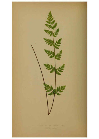 Reproducción/Reproduction 5985432190: Ferns: British and exotic V.4 London,Groombridge and Sons,1856-60