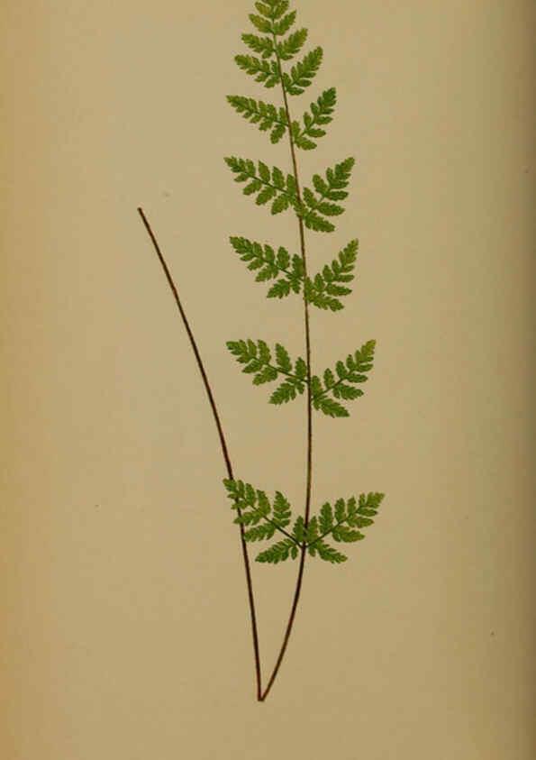 Reproducción/Reproduction 5985432190: Ferns: British and exotic V.4 London,Groombridge and Sons,1856-60