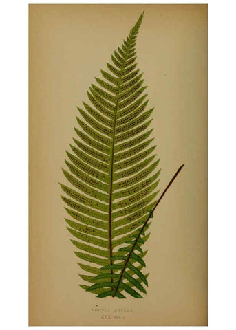 Reproducción/Reproduction 5985432380: Ferns: British and exotic V.4 London,Groombridge and Sons,1856-60