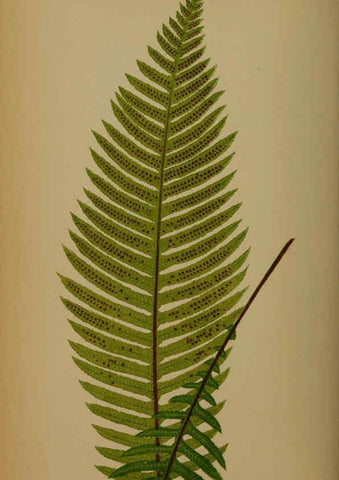 Reproducción/Reproduction 5985432380: Ferns: British and exotic V.4 London,Groombridge and Sons,1856-60