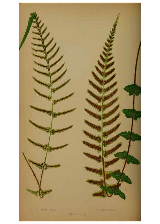 Reproducción/Reproduction 5985432576: Ferns: British and exotic V.4 London,Groombridge and Sons,1856-60