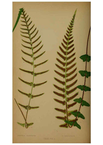 Reproducción/Reproduction 5985432576: Ferns: British and exotic V.4 London,Groombridge and Sons,1856-60
