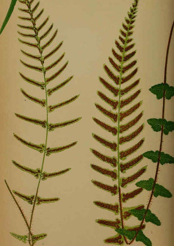 Reproducción/Reproduction 5985432576: Ferns: British and exotic V.4 London,Groombridge and Sons,1856-60