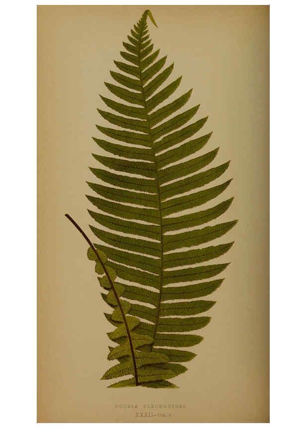 Reproducción/Reproduction 5984870205: Ferns: British and exotic V.4 London,Groombridge and Sons,1856-60