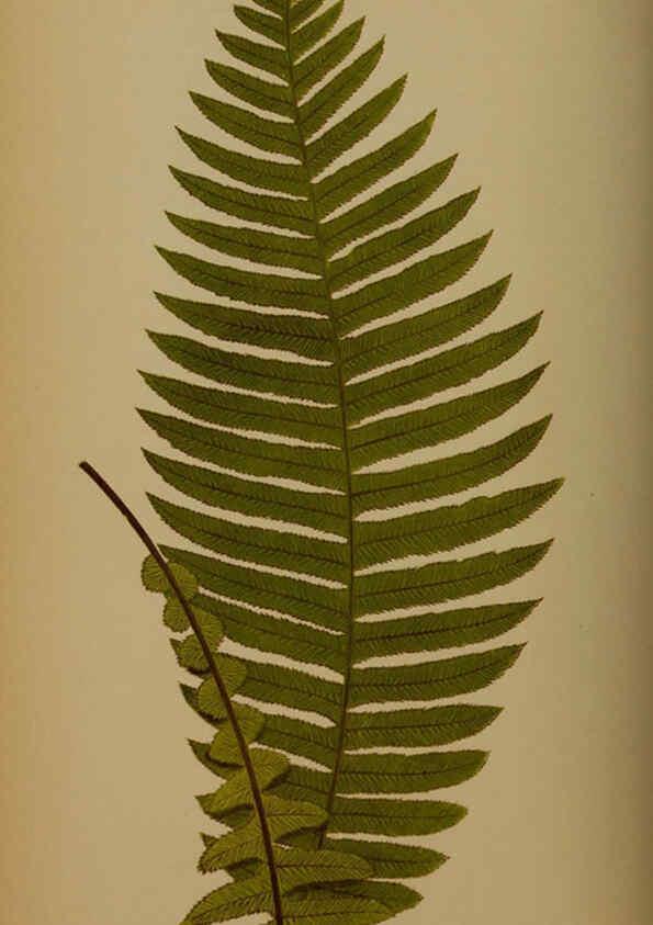 Reproducción/Reproduction 5984870205: Ferns: British and exotic V.4 London,Groombridge and Sons,1856-60