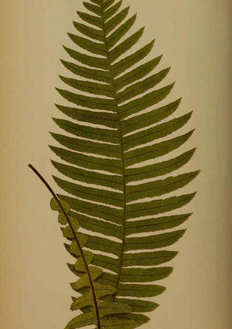 Reproducción/Reproduction 5984870205: Ferns: British and exotic V.4 London,Groombridge and Sons,1856-60