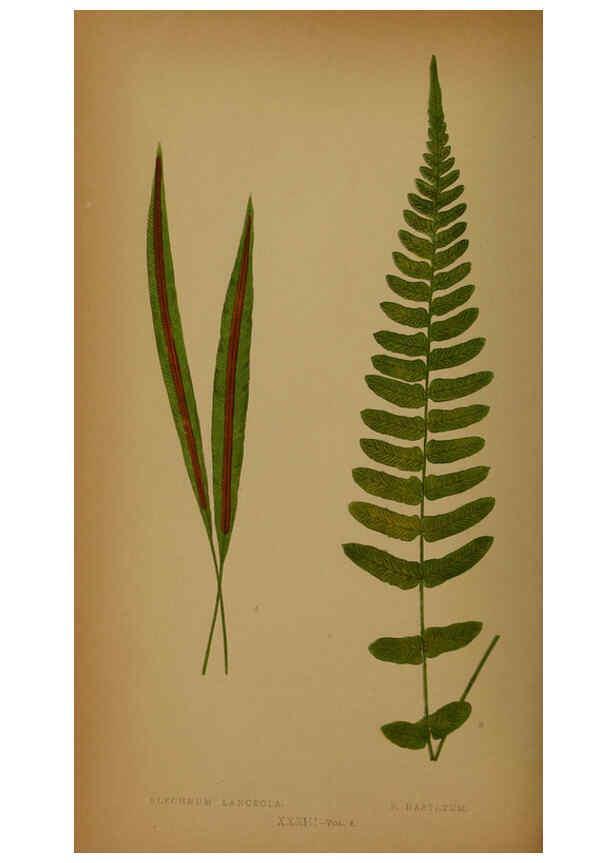 Reproducción/Reproduction 5984870391: Ferns: British and exotic V.4 London,Groombridge and Sons,1856-60