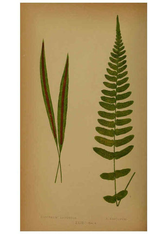 Reproducción/Reproduction 5984870391: Ferns: British and exotic V.4 London,Groombridge and Sons,1856-60