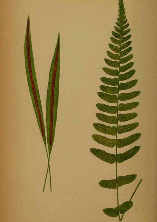 Reproducción/Reproduction 5984870391: Ferns: British and exotic V.4 London,Groombridge and Sons,1856-60