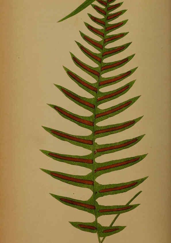 Reproducción/Reproduction 5985433470: Ferns: British and exotic V.4 London,Groombridge and Sons,1856-60
