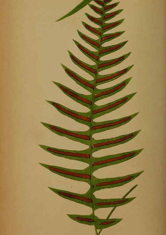 Reproducción/Reproduction 5985433470: Ferns: British and exotic V.4 London,Groombridge and Sons,1856-60