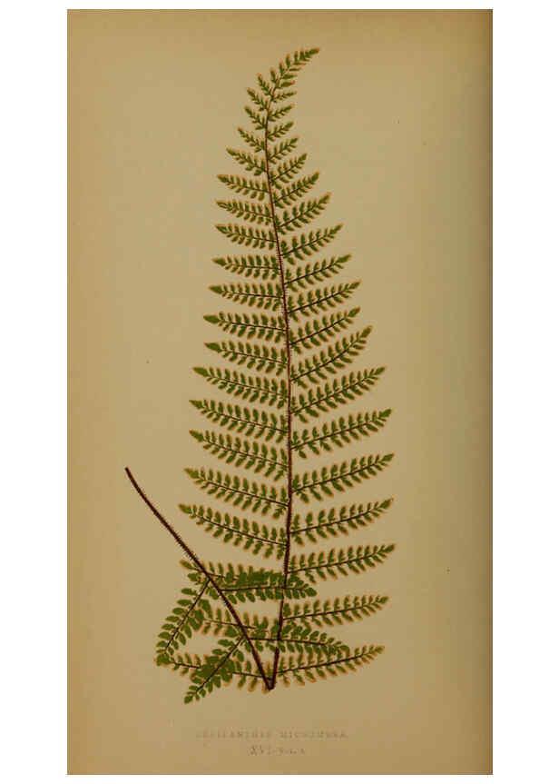 Reproducción/Reproduction 5985429340: Ferns: British and exotic V.4 London,Groombridge and Sons,1856-60