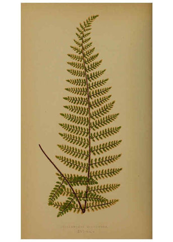 Reproducción/Reproduction 5985429340: Ferns: British and exotic V.4 London,Groombridge and Sons,1856-60