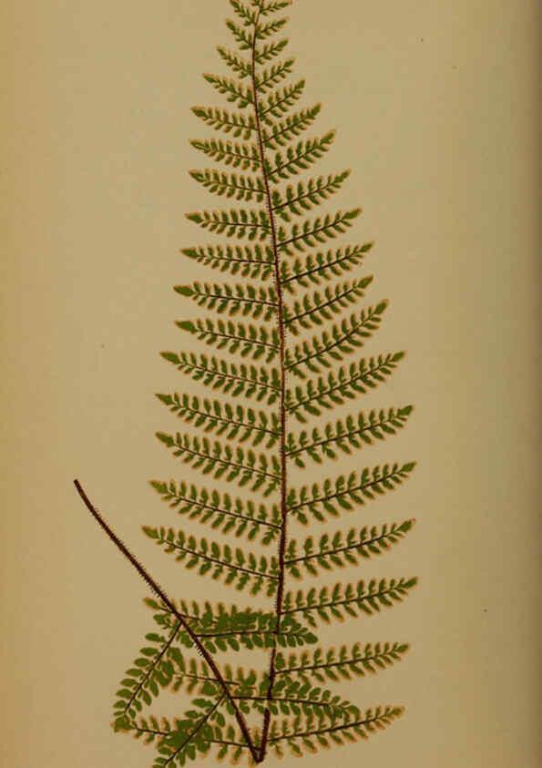 Reproducción/Reproduction 5985429340: Ferns: British and exotic V.4 London,Groombridge and Sons,1856-60