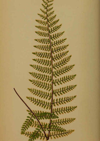 Reproducción/Reproduction 5985429340: Ferns: British and exotic V.4 London,Groombridge and Sons,1856-60