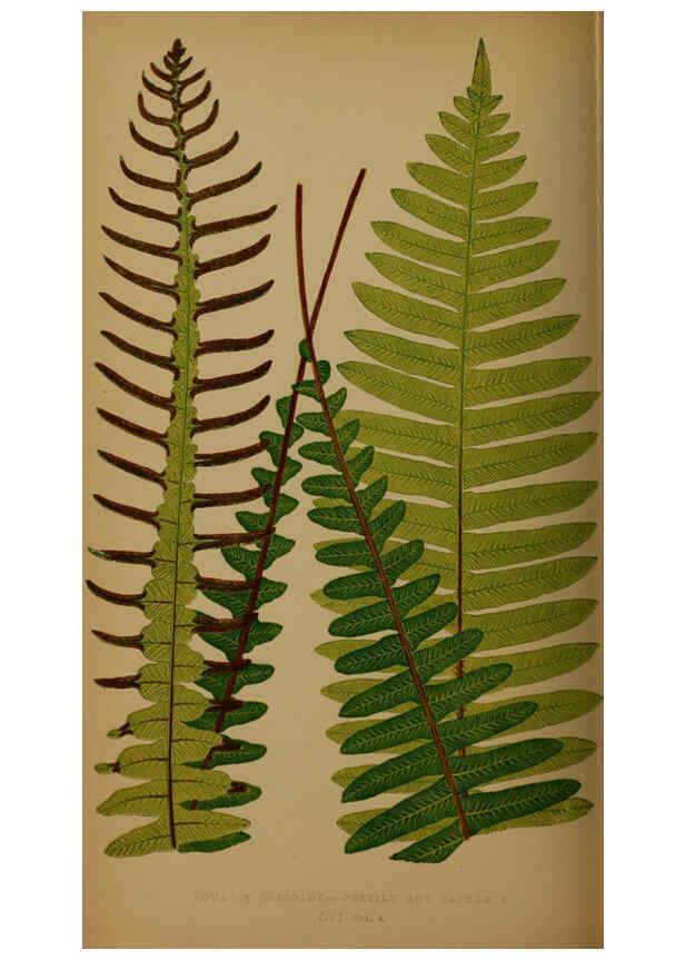 Reproducción/Reproduction 5985438420: Ferns: British and exotic V.4 London,Groombridge and Sons,1856-60