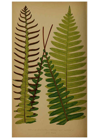 Reproducción/Reproduction 5985438420: Ferns: British and exotic V.4 London,Groombridge and Sons,1856-60