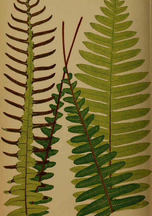Reproducción/Reproduction 5985438420: Ferns: British and exotic V.4 London,Groombridge and Sons,1856-60