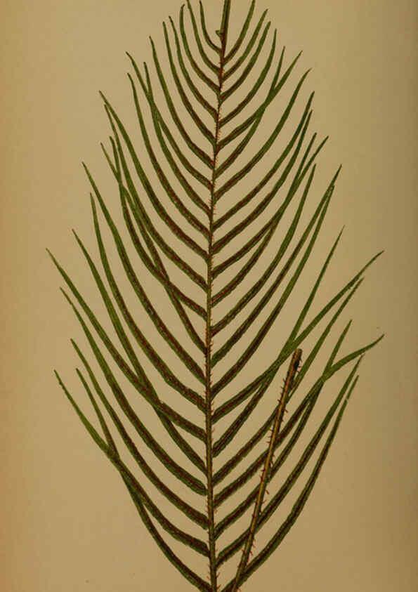 Reproducción/Reproduction 5984876229: Ferns: British and exotic V.4 London,Groombridge and Sons,1856-60
