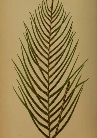 Reproducción/Reproduction 5984876229: Ferns: British and exotic V.4 London,Groombridge and Sons,1856-60