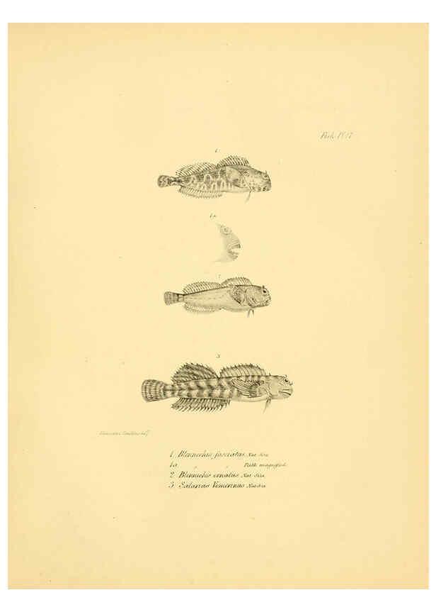 Reproducción/Reproduction 5984927765: The zoology of the voyage of H.M.S. Beagle, pt.4 London,Smith, Elder & Co.,1838- 