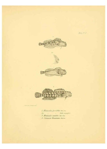 Reproducción/Reproduction 5984927765: The zoology of the voyage of H.M.S. Beagle, pt.4 London,Smith, Elder & Co.,1838- 