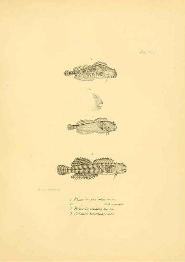 Reproducción/Reproduction 5984927765: The zoology of the voyage of H.M.S. Beagle, pt.4 London,Smith, Elder & Co.,1838- 
