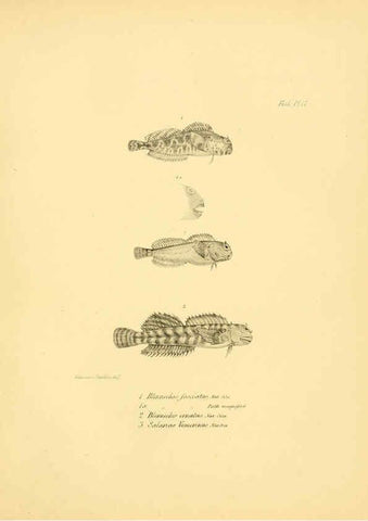 Reproducción/Reproduction 5984927765: The zoology of the voyage of H.M.S. Beagle, pt.4 London,Smith, Elder & Co.,1838- 
