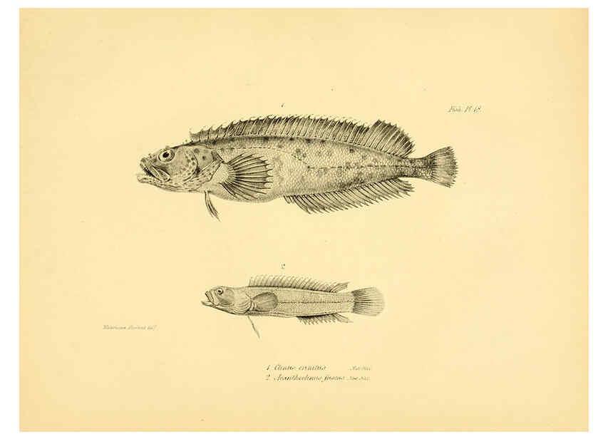 Reproducción/Reproduction 5984927975: The zoology of the voyage of H.M.S. Beagle, pt.4 London,Smith, Elder & Co.,1838- 