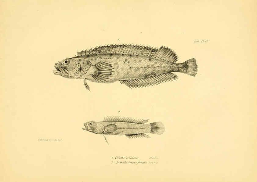Reproducción/Reproduction 5984927975: The zoology of the voyage of H.M.S. Beagle, pt.4 London,Smith, Elder & Co.,1838- 