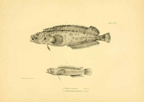 Reproducción/Reproduction 5984927975: The zoology of the voyage of H.M.S. Beagle, pt.4 London,Smith, Elder & Co.,1838- 