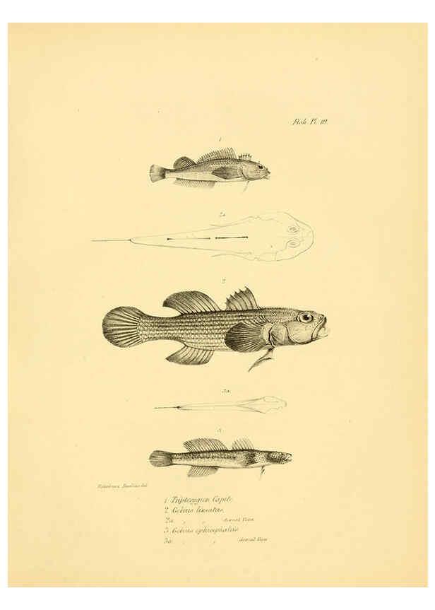 Reproducción/Reproduction 5985490332: The zoology of the voyage of H.M.S. Beagle, pt.4 London,Smith, Elder & Co.,1838- 