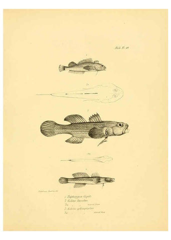 Reproducción/Reproduction 5985490332: The zoology of the voyage of H.M.S. Beagle, pt.4 London,Smith, Elder & Co.,1838- 