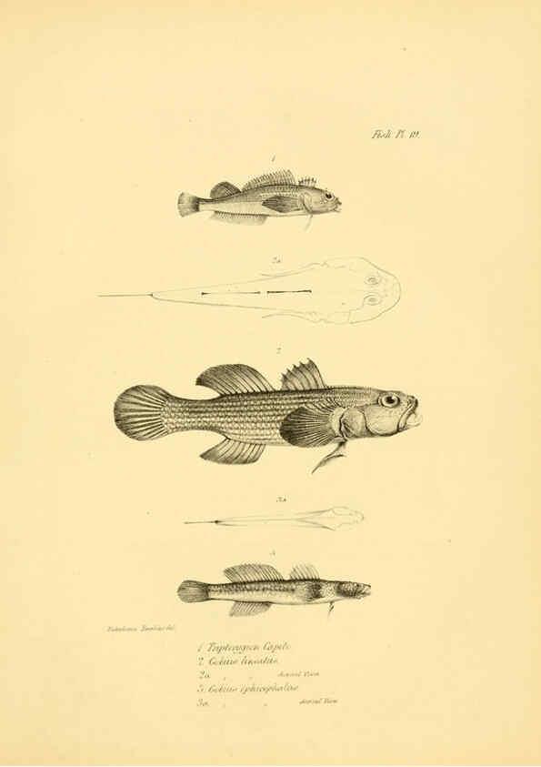 Reproducción/Reproduction 5985490332: The zoology of the voyage of H.M.S. Beagle, pt.4 London,Smith, Elder & Co.,1838- 