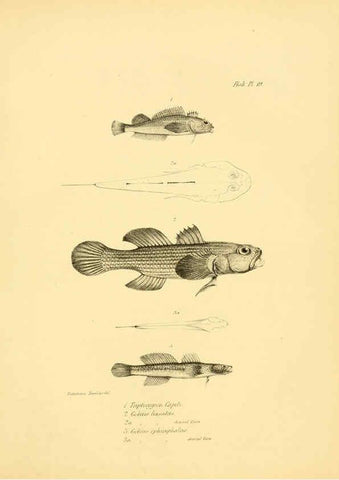 Reproducción/Reproduction 5985490332: The zoology of the voyage of H.M.S. Beagle, pt.4 London,Smith, Elder & Co.,1838- 