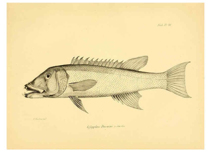 Reproducción/Reproduction 5985490570: The zoology of the voyage of H.M.S. Beagle, pt.4 London,Smith, Elder & Co.,1838- 