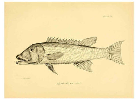 Reproducción/Reproduction 5985490570: The zoology of the voyage of H.M.S. Beagle, pt.4 London,Smith, Elder & Co.,1838- 