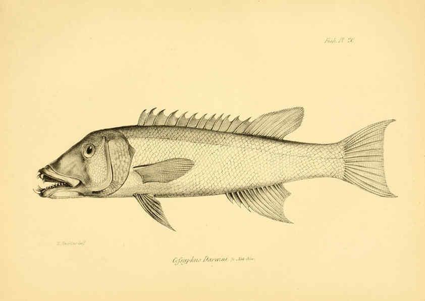 Reproducción/Reproduction 5985490570: The zoology of the voyage of H.M.S. Beagle, pt.4 London,Smith, Elder & Co.,1838- 