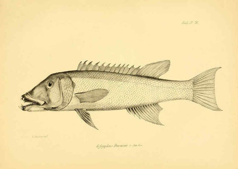 Reproducción/Reproduction 5985490570: The zoology of the voyage of H.M.S. Beagle, pt.4 London,Smith, Elder & Co.,1838- 
