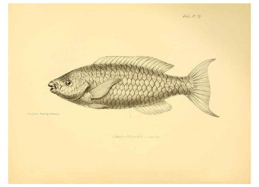 Reproducción/Reproduction 5985490792: The zoology of the voyage of H.M.S. Beagle, pt.4 London,Smith, Elder & Co.,1838- 