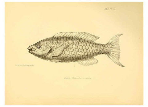 Reproducción/Reproduction 5985490792: The zoology of the voyage of H.M.S. Beagle, pt.4 London,Smith, Elder & Co.,1838- 
