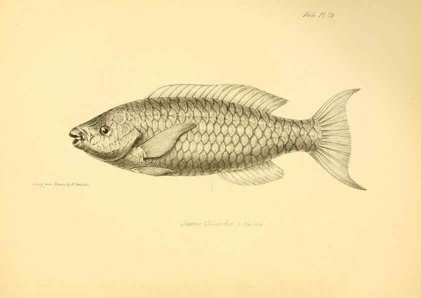 Reproducción/Reproduction 5985490792: The zoology of the voyage of H.M.S. Beagle, pt.4 London,Smith, Elder & Co.,1838- 