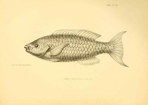 Reproducción/Reproduction 5985490792: The zoology of the voyage of H.M.S. Beagle, pt.4 London,Smith, Elder & Co.,1838- 